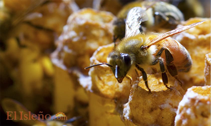 El Día Mundial de las Abejas: un llamado urgente en Colombia donde desaparecen hasta 40 % de colmenas
