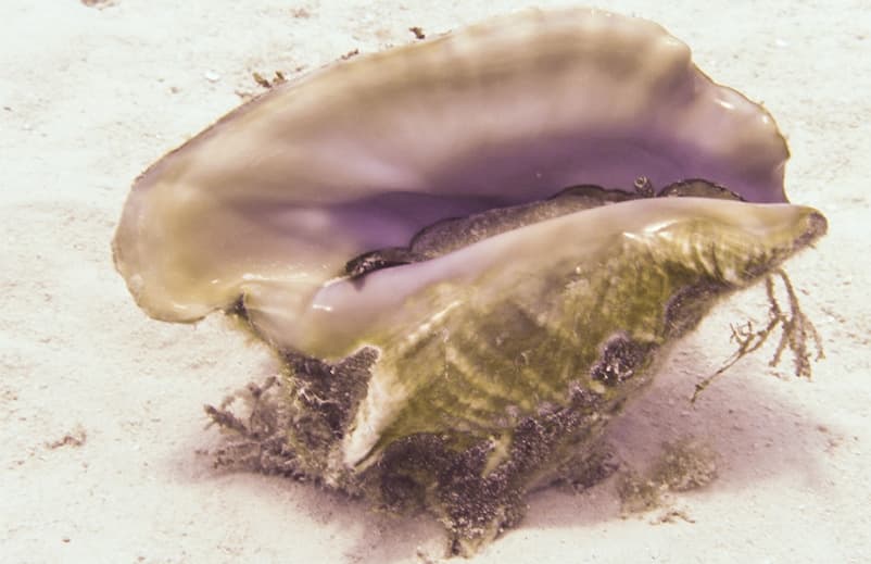 Veda de caracol pala en San Andrés: cinco meses sin captura ni venta del molusco