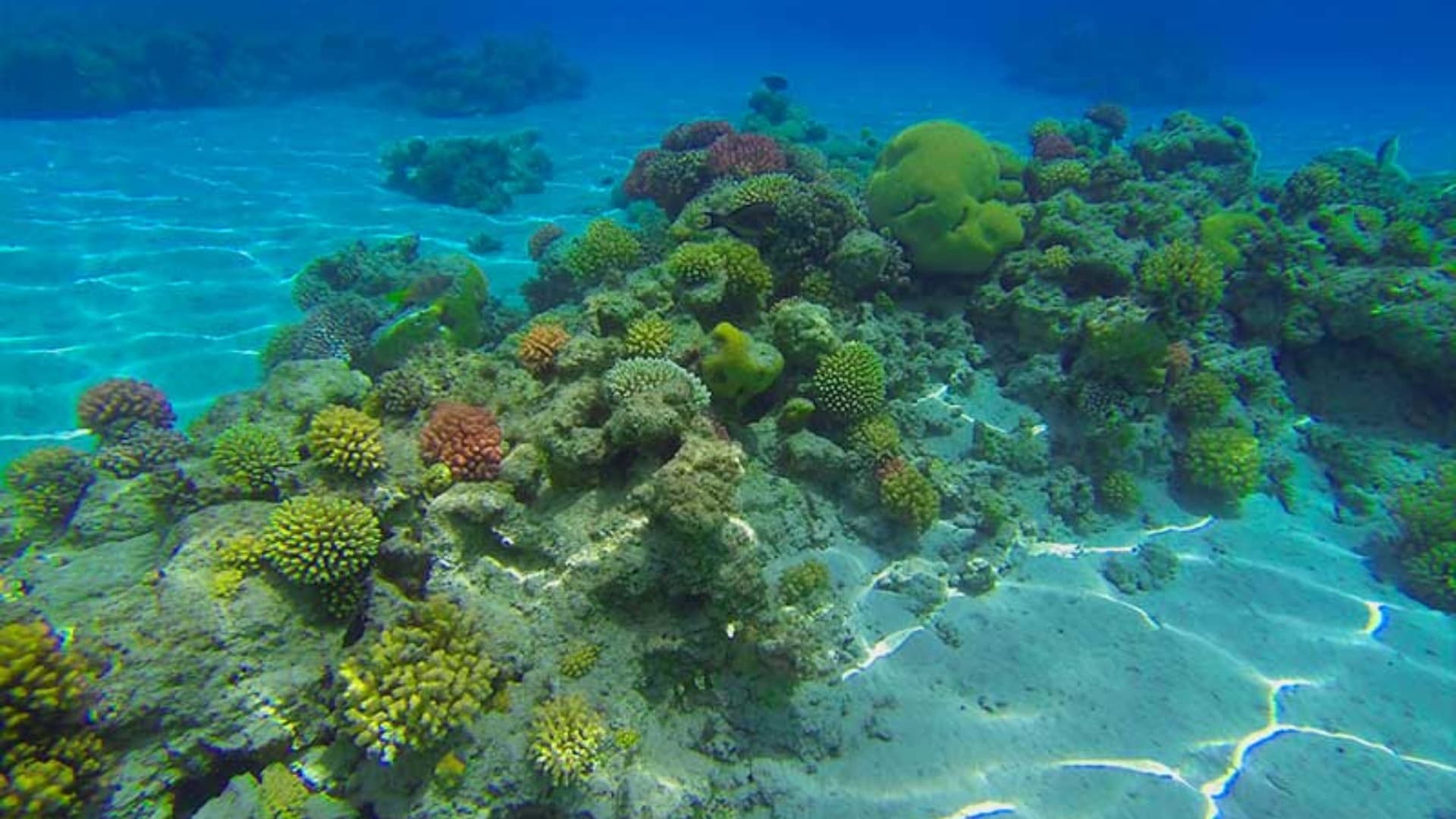 Fi Wi Riif intensifica esfuerzos para salvar los ecosistemas marinos de San Andrés y Providencia