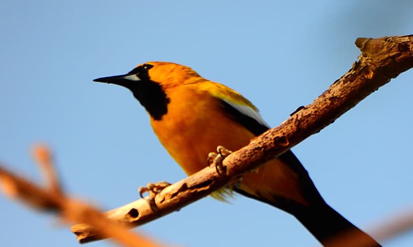 San Andrés se suma al censo mundial de aves con 40 especies avistadas