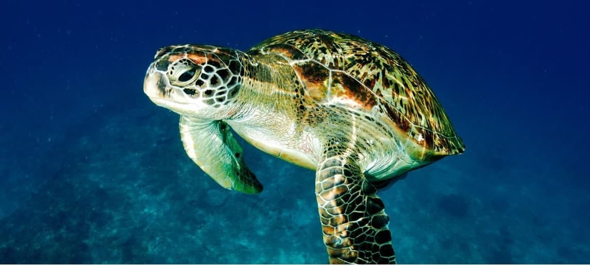 Archipiélago alerta sobre protección de tortugas marinas en peligro de extinción