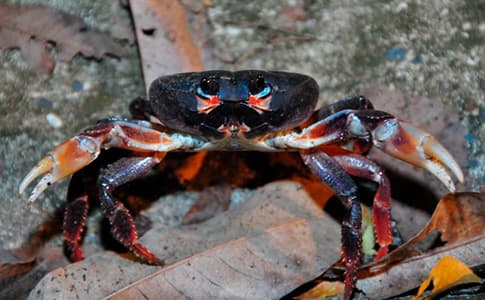 Coralina intensifica vigilancia nocturna para proteger al cangrejo negro en veda