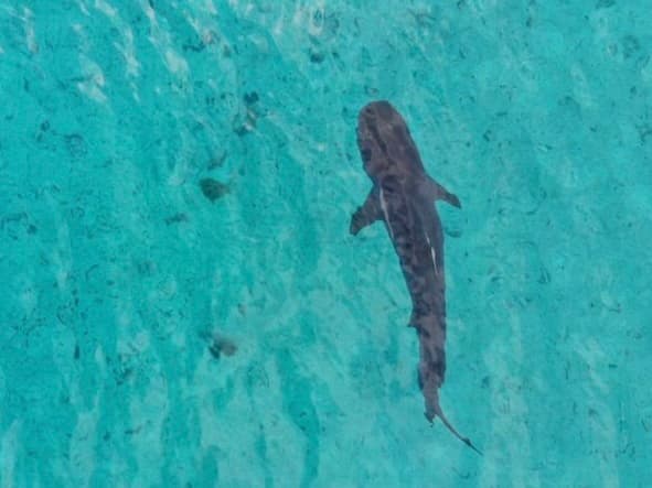 Coralina advierte sobre prácticas que ponen en riesgo la fauna marina y los ecosistemas