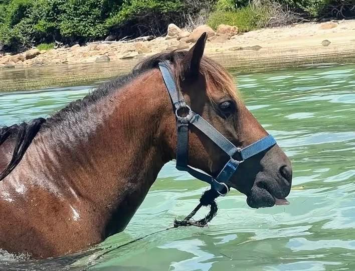 En San Andrés y Providencia, las carreras de caballos enfrentan un replanteamiento sobre tradición y bienestar animal